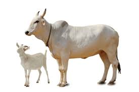 Hukum Stunning dalam Penyembelihan Hewan